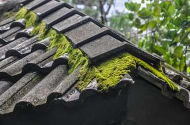 moss, nature, roof, moss on the roof, building, plants, green, grey, leaf, gray leaf, gray leaves